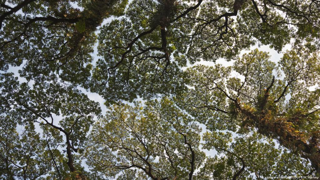 Crown Shyness When Trees Don T Want To Touch Each Other Conservation Dw 22 08 17