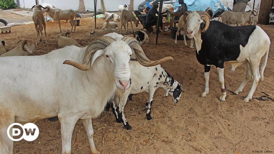 Tabaski élever Son Mouton Plutôt Que De L′acheter Afrique Dw 21