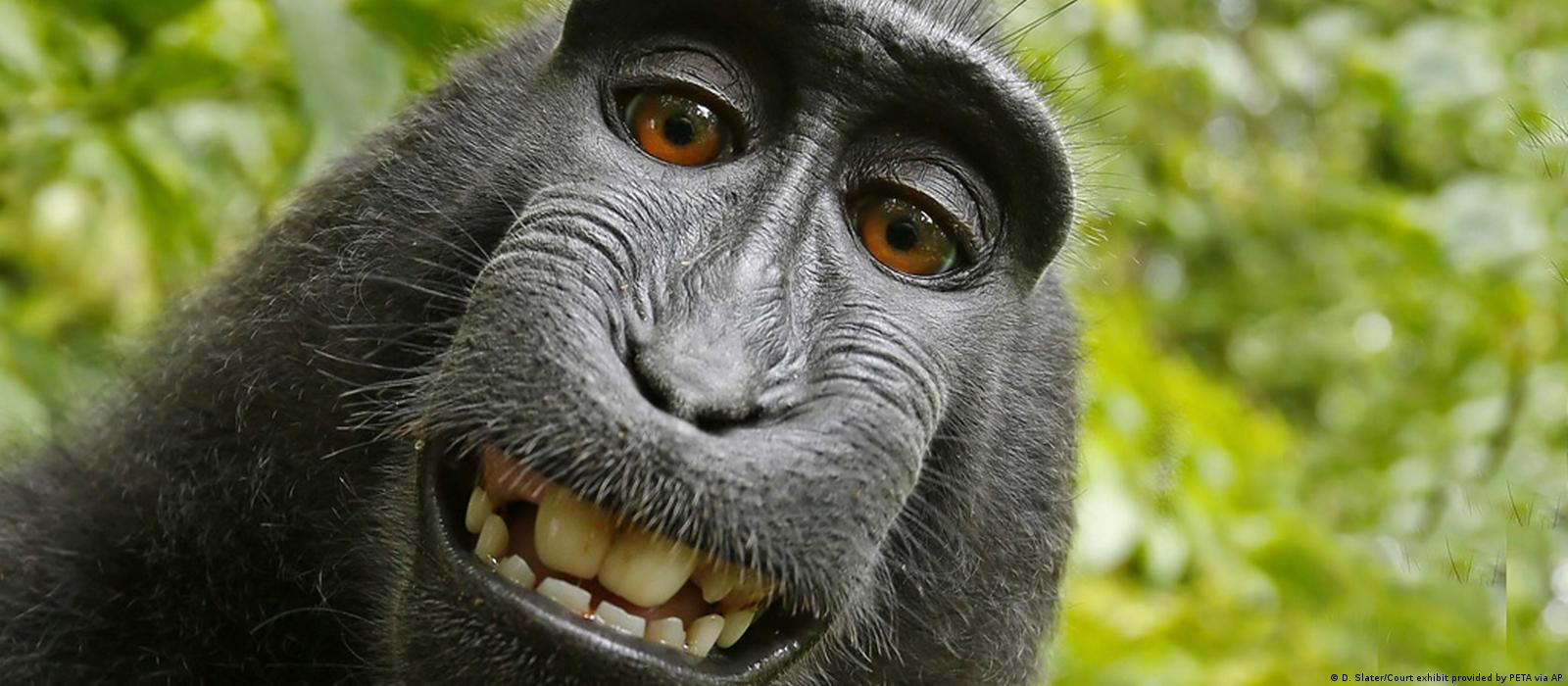 Disputa em torno de selfie de macaco chega ao fim – DW – 12/09/2017