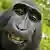 Indonesien | Affen Selfie - PETA-Gerichtsprozess gegen David Slater