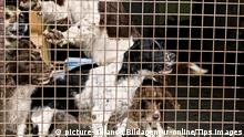 Mehrere Hunde in einer Hundepension stehen hinter einem vergitterten Schutzzaun