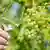 Someone holds a glass of white wine in front of green grape vines