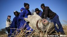 14.08.2017*****Workers hold a tranquillised rhino after it was dehorned in an effort to deter the poaching of one of the world's endangered species, at a farm outside Klerksdorp, in the north west province, South Africa, August 14, 2017. Picture taken August 14, 2017. REUTERS/Siphiwe Sibeko TPX IMAGES OF THE DAY