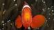 Fische Emotionen - Clownfisch Fische Emotionen - Clownfisch