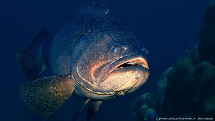Grouper fish (picture-alliance/blickwinkel/H. Schmidbauer)