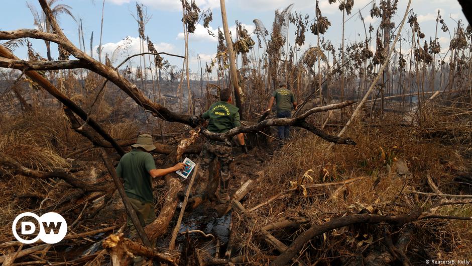Deforestación ilegal en Brasil: empresas europeas trabajan con dudosos  proveedores | Ciencia y Ecología | DW | 25.04.2019