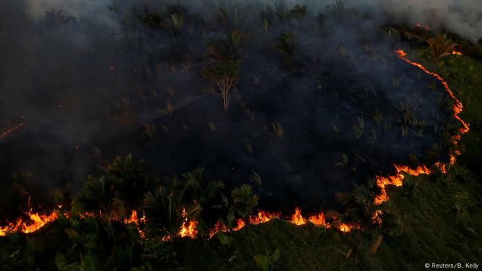 Con la tala de bosques y la quema de vegetación se destruye uno de los ecosistemas más diversos de la tierra. La gran biodiversidad de animales y plantas está amenazada de extinción, algunos aún no se han descubierto. La destrucción de bosques está afectando particularmente a los pueblos indígenas que están perdiendo sus hogares y sus principales fuentes de alimento.