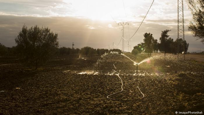 Farmers irrigate olive tree fields in Tunisia
