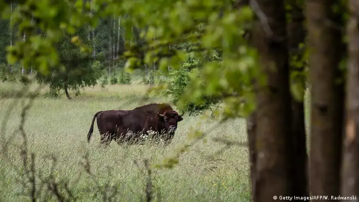 European bison in Poland's famous forest, Bialowieza (Getty Images/AFP/W. Radwanski)