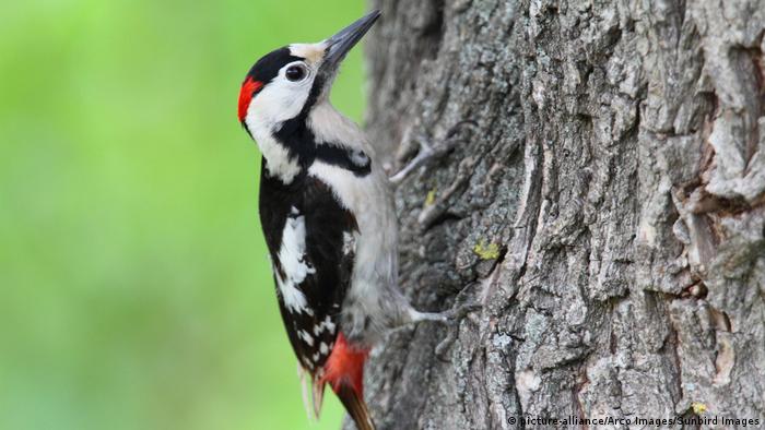Syrian woodpecker Picoides syriacus (picture-alliance/Arco Images/Sunbird Images)