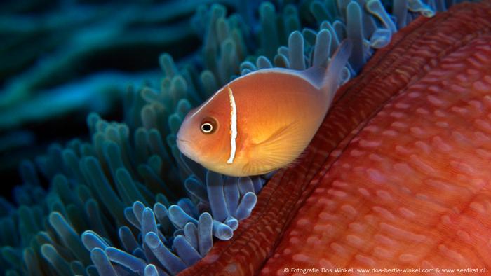 Cinnamon clownfish in its anemone (Fotografie Dos Winkel, www.dos-bertie-winkel.com & www.seafirst.nl )