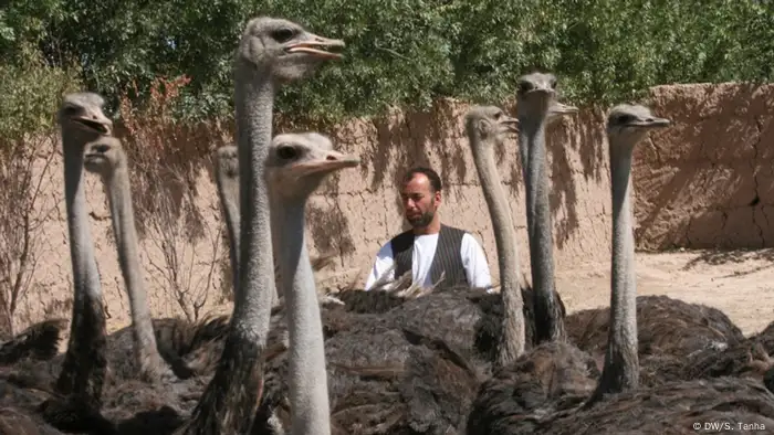 Ostrich farm in Afghanistan (DW/S. Tanha )