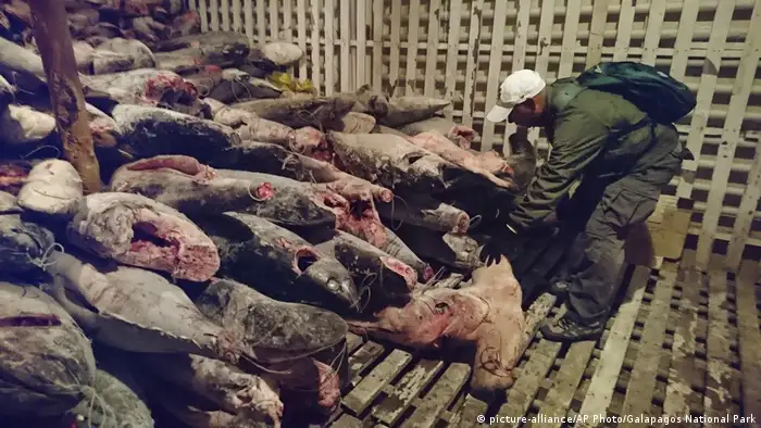 Ecuador Galapagos Inseln Illegaler Fischfang (picture-alliance/AP Photo/Galapagos National Park)
