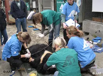 国际动物保护组织抢救在中国被活取胆汁的黑熊。
