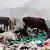 6. Bildergalerie Kenia Mülldeponie bei Nairobi