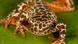 Bolivien Madidi - Frosch zu Spezies in Madidi Bolivien Madidi - Frosch zu Spezies in Madidi