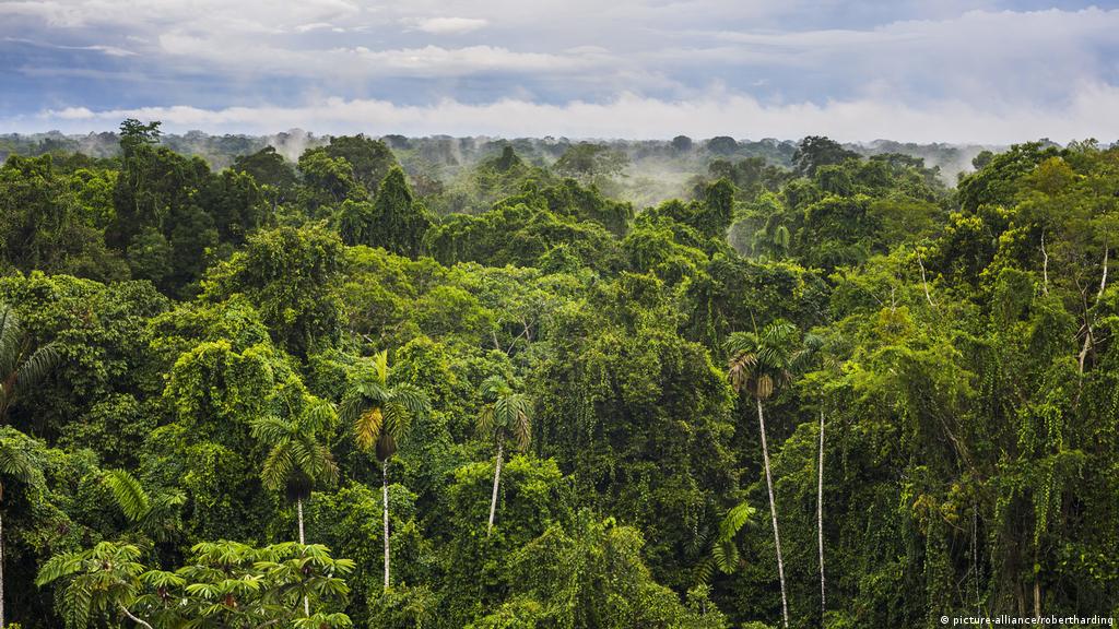 The Amazon Nutrient Rich Rainforests On Useless Soils Science In Depth Reporting On Science And Technology Dw 23 08 19