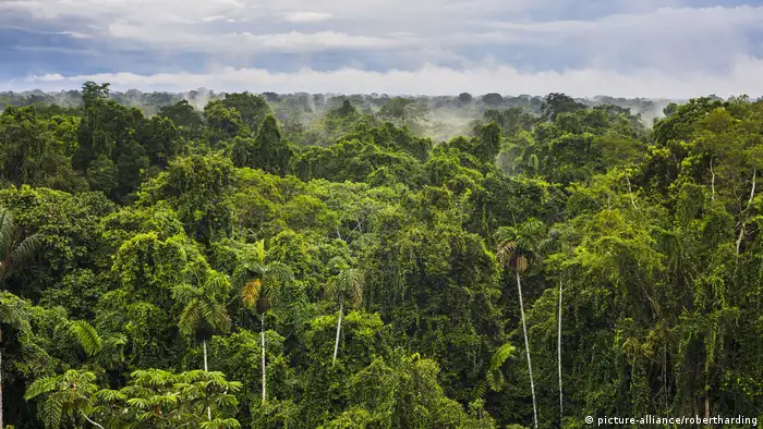 Ecuador Amazonas Regenwald (picture-alliance/robertharding)