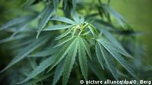 ARCHIV - Hanfpflanzen (Cannabis) wachsen am 15.07.2014 in Köln (Nordrhein-Westfalen) in einem Garten. (zu dpa «Wachsendes Interesse an Cannabis als Arzneimittel» vom 22.08.2017) Foto: Oliver Berg/dpa +++(c) dpa - Bildfunk+++ | Verwendung weltweit