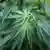 Cannabis - illegaler Anbau - Symbolbild