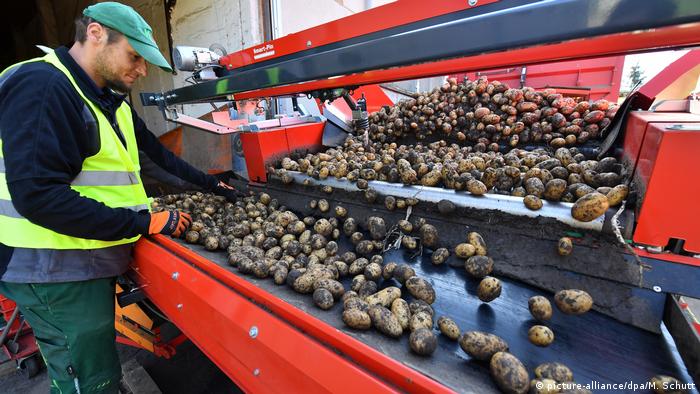 Deutschland Ernte - Frisch geerntete Kartoffeln in Pfiffelbach (picture-alliance/dpa/M. Schutt)
