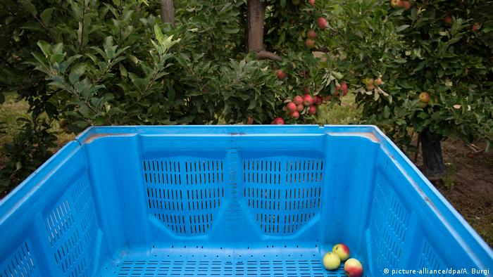 Deutschland Ernte - wenig Äpfel auf einer Apfelplantage in Wurzen (picture-alliance/dpa/A. Burgi)
