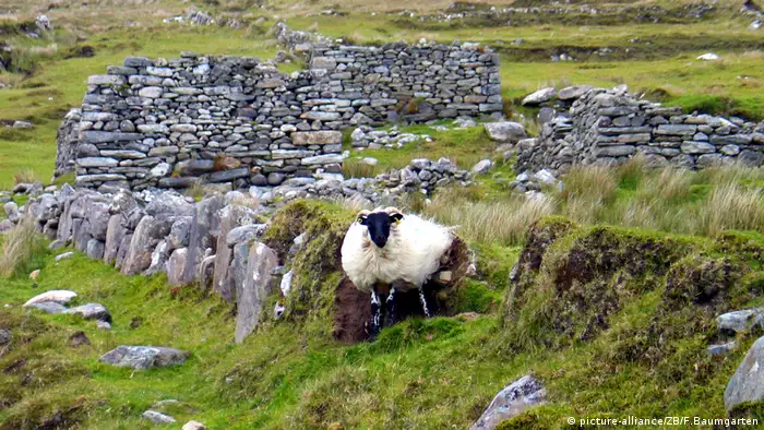 Achill Island, remote village in Ireland with a sheep (picture-alliance/ZB/F.Baumgarten)