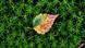 Herbstliches Blatt Herbstliches Blatt