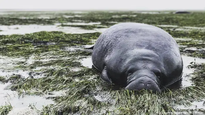 A manatee after Hurricane Irma 