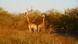 Two giraffes in bush Two giraffes in bush
