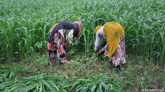Women harvesting feed