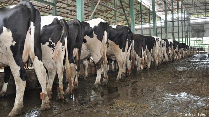 Many cows stand side by side in the cowshed, on the floor lies manure