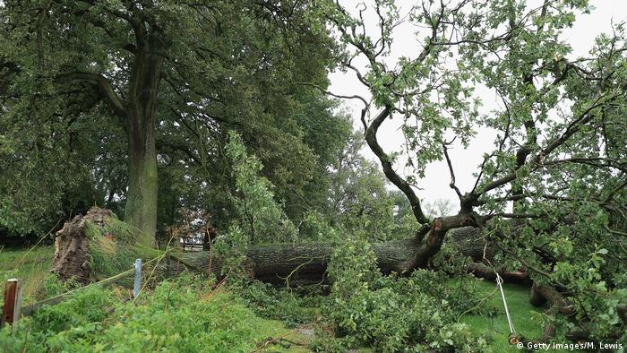 Deutschland Passau - Umgestürzter Baum nach Sturm
