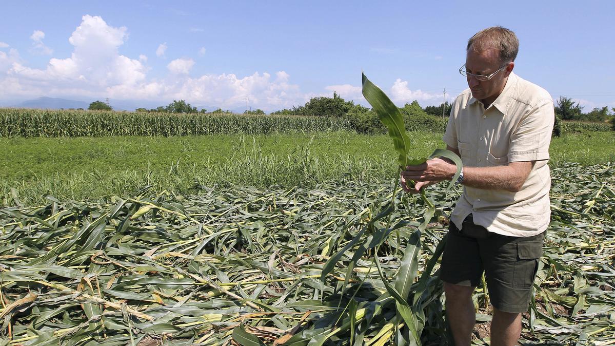 EU court backs Italian farmer on GM crops – DW – 09/13/2017