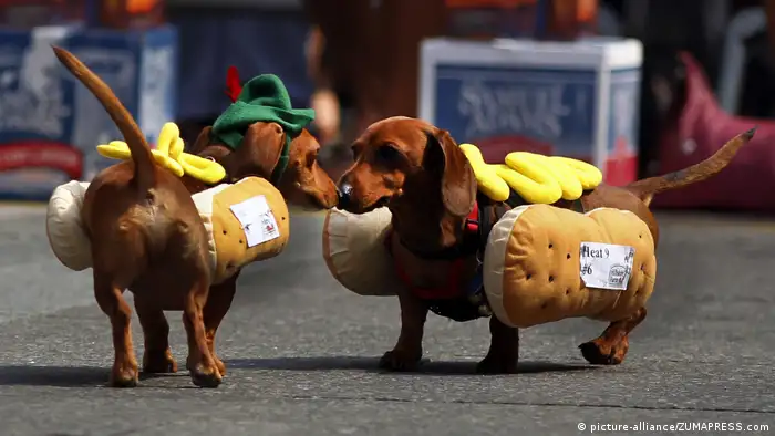 USA Oktoberfest Zinzinnati in Cincinnati Ohio Wiener Dog's Race 2013 (picture-alliance/ZUMAPRESS.com)