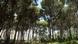 Pine woodland in the Bisiri Valley Pine woodland in the Bisiri Valley