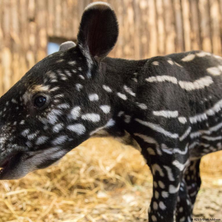 Rare Malayan tapir born at Edinburgh Zoo – DW – 09/22/2017