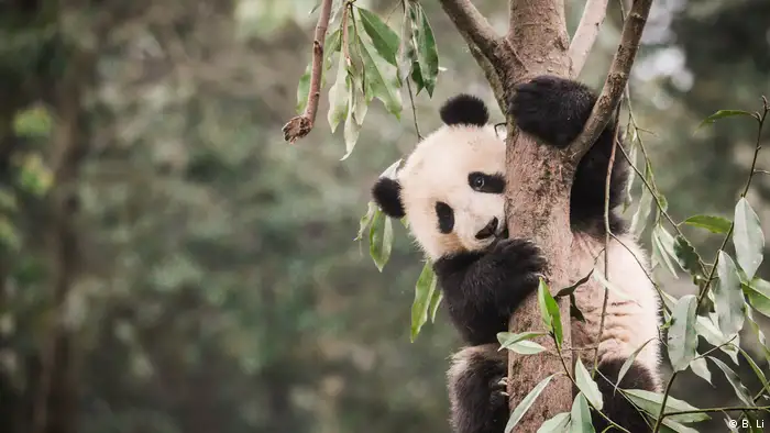 China Pandabär im Bambuswald