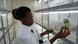 Uganda Biotechnologie Setzlinge im Labor Uganda Biotechnologie Setzlinge im Labor