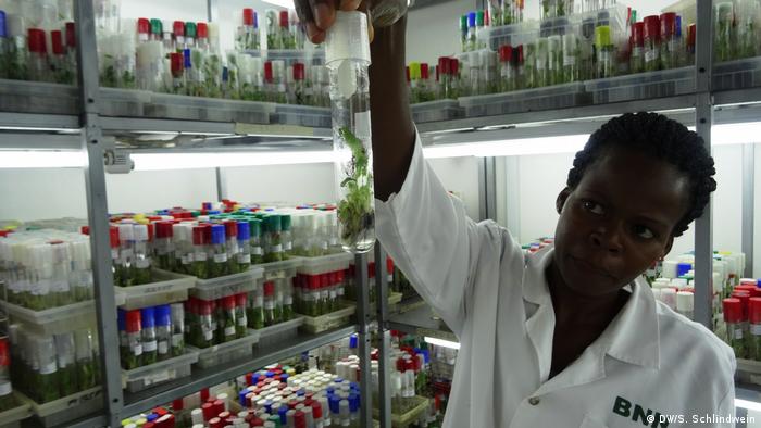 Uganda Biotechnologie Setzlinge im Labor