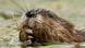 A Muskrat. Photo credit: picture-alliance/blickwinkel/R. Lammers. A Muskrat. Photo credit: picture-alliance/blickwinkel/R. Lammers.