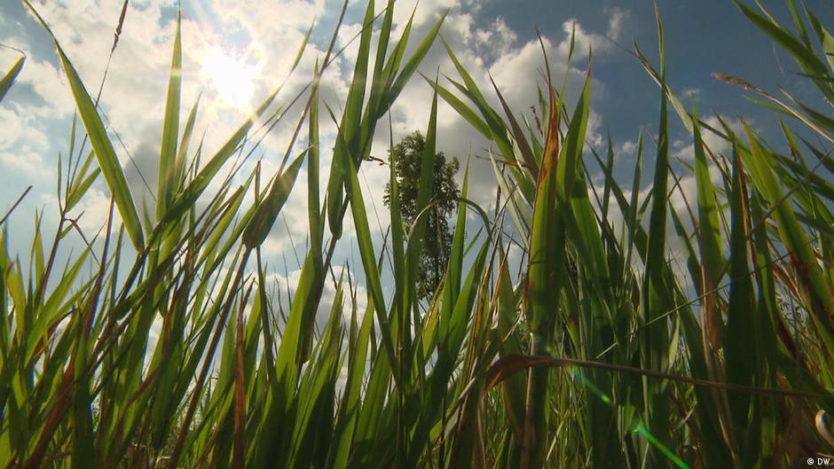 Mining rare metals with super grass DW 09/30/2017