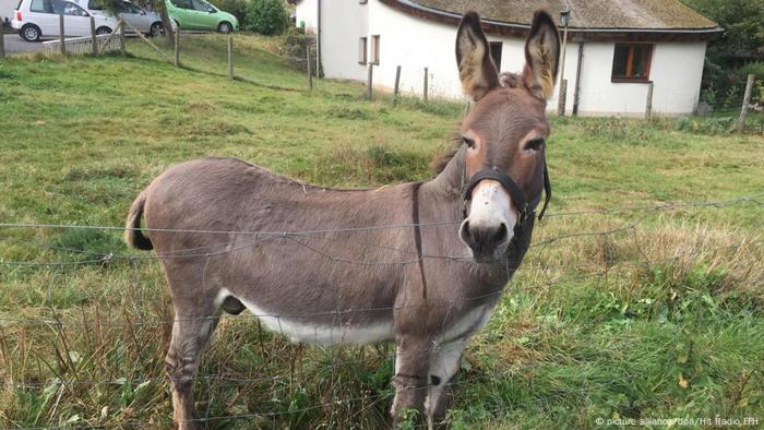 உங்களுக்கான கனவுகளும் பலன்களும் பகுதி 27 2 Germany: Donkey owner forced to pay damages after animal bites sports car |  News | DW | 28.09.2017 கனவுகளும் பலன்களும்