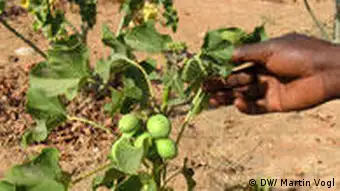 Jatropha Pflanze wird als Biokraftstoff angebaut