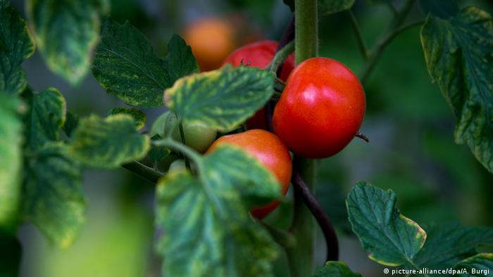 Deutschland Tomaten in einem Garten in Dresden (picture-alliance/dpa/A. Burgi)