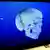 Ein Schädel auf blauem Untergrund am Monitor