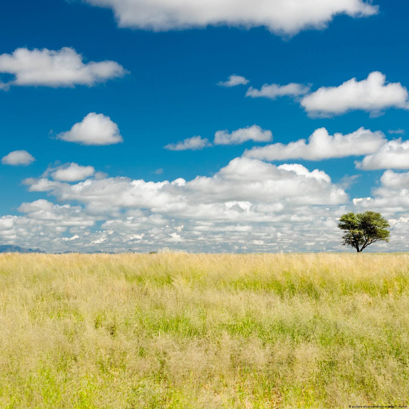 Living Planet: Forecasts & expectations
