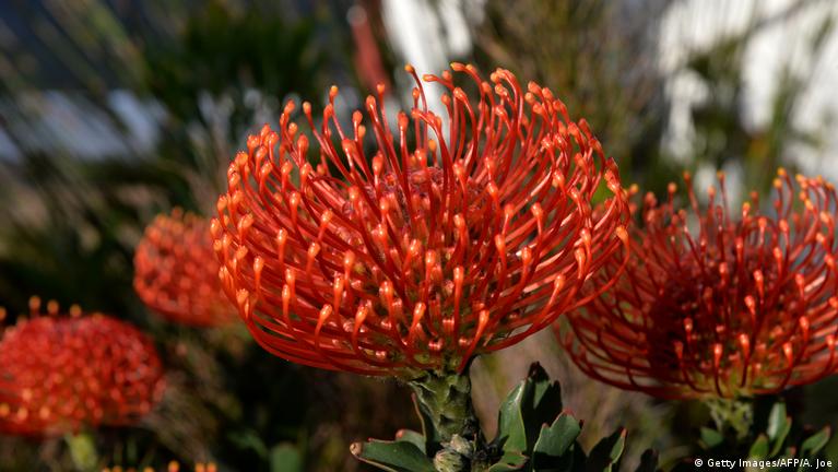 September Spring Our Beautiful Planet: Spring in the southern hemisphere