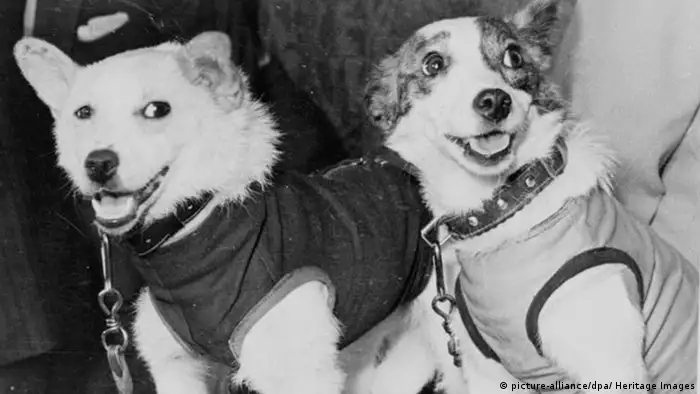 Belka and Strelka im Weltall (Foto: picture-alliance/dpa/ Heritage Images)