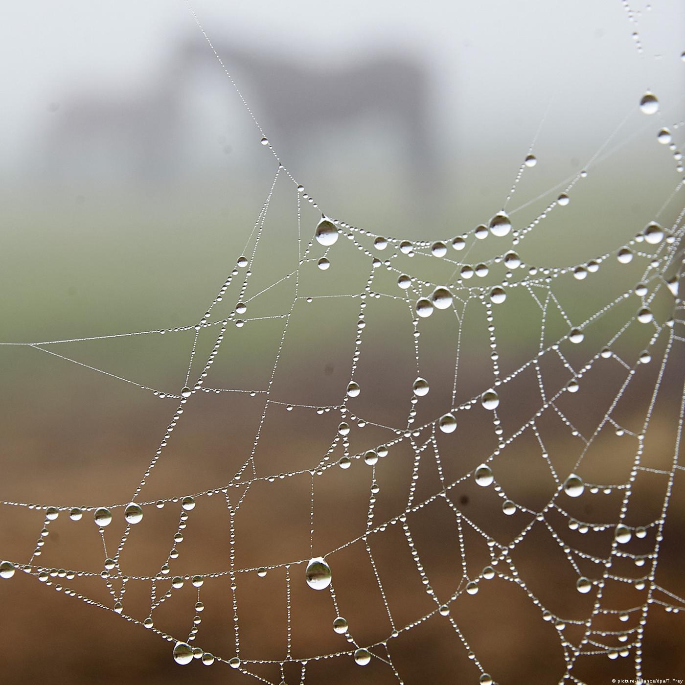 Living Planet: The web of life